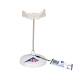 3B Scientific A71-9 Hyoid Bone on Stand - 3B Smart Anatomy