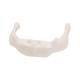 3B Scientific A71-9 Hyoid Bone on Stand - 3B Smart Anatomy