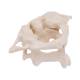 3B Scientific A71 Atlas and Axis (Without Stand) - 3B Smart Anatomy