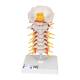 3B Scientific A72 Flexible Cervical Vertebral Column - 3B Smart Anatomy