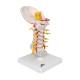 3B Scientific A72 Flexible Cervical Vertebral Column - 3B Smart Anatomy