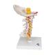 3B Scientific A72 Flexible Cervical Vertebral Column - 3B Smart Anatomy