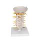 3B Scientific A72 Flexible Cervical Vertebral Column - 3B Smart Anatomy