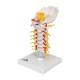 3B Scientific A72 Flexible Cervical Vertebral Column - 3B Smart Anatomy