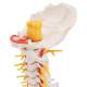 3B Scientific A72 Flexible Cervical Vertebral Column - 3B Smart Anatomy