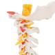 3B Scientific A72 Flexible Cervical Vertebral Column - 3B Smart Anatomy