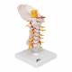 Flexible Cervical Vertebral Column - 3B Smart Anatomy