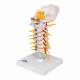 Flexible Cervical Vertebral Column - 3B Smart Anatomy