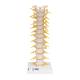 3B Scientific A73 Flexible Thoracic Vertebral Column - 3B Smart Anatomy