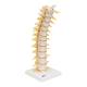 3B Scientific A73 Flexible Thoracic Vertebral Column - 3B Smart Anatomy