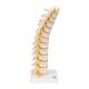 3B Scientific A73 Flexible Thoracic Vertebral Column - 3B Smart Anatomy