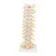 3B Scientific A73 Flexible Thoracic Vertebral Column - 3B Smart Anatomy
