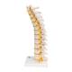 3B Scientific A73 Flexible Thoracic Vertebral Column - 3B Smart Anatomy