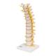 3B Scientific A73 Flexible Thoracic Vertebral Column - 3B Smart Anatomy