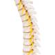 3B Scientific A73 Flexible Thoracic Vertebral Column - 3B Smart Anatomy
