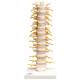 Flexible Thoracic Vertebral Column