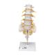 3B Scientific A74 Flexible Lumbar Vertebral Column - 3B Smart Anatomy