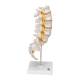 3B Scientific A74 Flexible Lumbar Vertebral Column - 3B Smart Anatomy