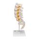 3B Scientific A74 Flexible Lumbar Vertebral Column - 3B Smart Anatomy