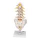 3B Scientific A74 Flexible Lumbar Vertebral Column - 3B Smart Anatomy