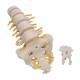 3B Scientific A74 Flexible Lumbar Vertebral Column - 3B Smart Anatomy