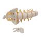 3B Scientific A74 Flexible Lumbar Vertebral Column - 3B Smart Anatomy