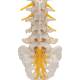 3B Scientific A74 Flexible Lumbar Vertebral Column - 3B Smart Anatomy