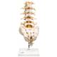 Flexible Lumbar Vertebral Column