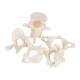 3B Scientific A75-1 Five Vertebrae Model - 3B Smart Anatomy