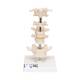 3B Scientific A75 6 Representative Vertebrae - 3B Smart Anatomy