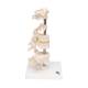 3B Scientific A75 6 Representative Vertebrae - 3B Smart Anatomy