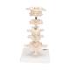 3B Scientific A75 6 Representative Vertebrae - 3B Smart Anatomy