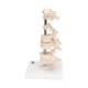 3B Scientific A75 6 Representative Vertebrae - 3B Smart Anatomy