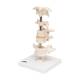 3B Scientific A75 6 Representative Vertebrae - 3B Smart Anatomy