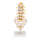 3B Scientific A76/5 Human Lumbar Spinal Column Model with Dorso-Lateral Prolapsed Intervertebral Disc - 3B Smart Anatomy