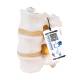 3B Scientific A76/8 Three Lumbar Vertebrae Flexibly Mounted - 3B Smart Anatomy