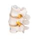 3B Scientific A76/8 Three Lumbar Vertebrae Flexibly Mounted - 3B Smart Anatomy