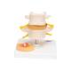 3B Scientific A76 Lumbar Vertebrae Teaching Model - 3B Smart Anatomy