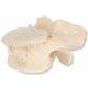 Set of 5 BONElike Lumbar Vertebrae
