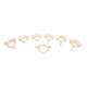 3B Scientific A793 Set of 24 BONElike Vertebrae in Suitcase - 3B Smart Anatomy (7 Cervical)