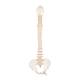 3B Scientific A794 BONElike Spinal Column (Complete Mounted)