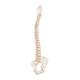 3B Scientific A794 BONElike Spinal Column (Complete Mounted)