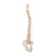 3B Scientific A794 BONElike Spinal Column (Complete Mounted)