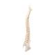 3B Scientific A794 BONElike Spinal Column (Complete Mounted)