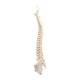 3B Scientific A794 BONElike Spinal Column (Complete Mounted)