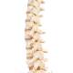 3B Scientific A794 BONElike Spinal Column (Complete Mounted)