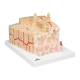 3B Scientific A79 MICROanatomy Bone Structure Model - Enlarged 80 Times, 3B Smart Anatomy