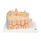 3B Scientific A79 MICROanatomy Bone Structure Model - Enlarged 80 Times, 3B Smart Anatomy