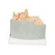 3B Scientific A79 MICROanatomy Bone Structure Model - Enlarged 80 Times, 3B Smart Anatomy
