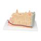 3B Scientific A79 MICROanatomy Bone Structure Model - Enlarged 80 Times, 3B Smart Anatomy